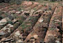 Land during imprinting