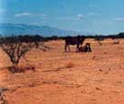 Barren Land before Imprinting
